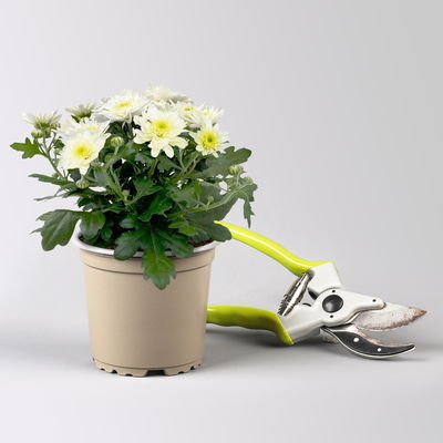 Grabbepflanzung Herbst rot-weiß, 12 Pflanzen Grabbepflanzung Herbst rot-weiß, 12 Pflanzen