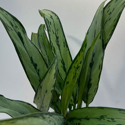 Aglaonema 'Cutlass', mit Übertopf Dallas weiß, Topf-Ø 12 cm Aglaonema 'Cutlass', mit Übertopf Dallas weiß, Topf-Ø 12 cm