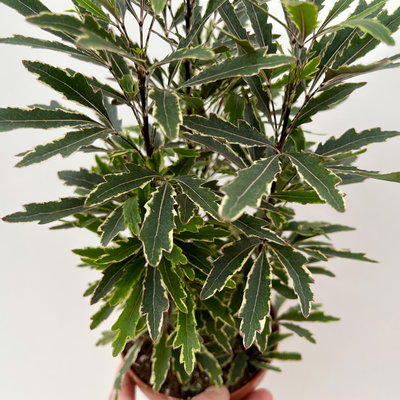 Fingerarale 'Bianca', Topf-Ø 12 cm, inkl. Keramikübertopf, 2 Pflanzen