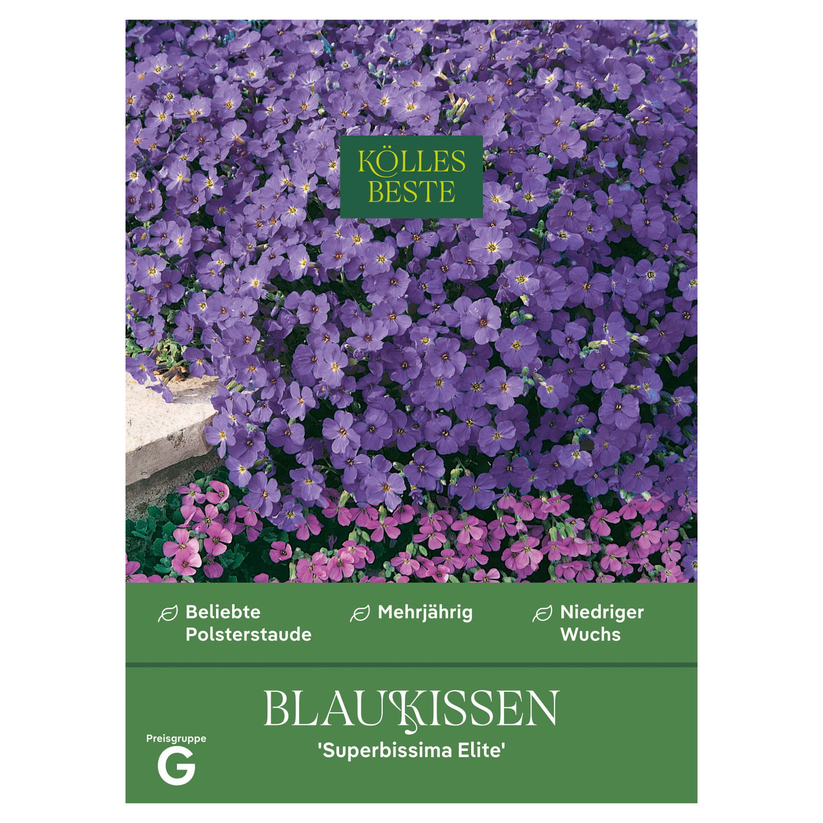 Kölles Beste Blumensamen, Blaukissen 'Superbissima Elite'