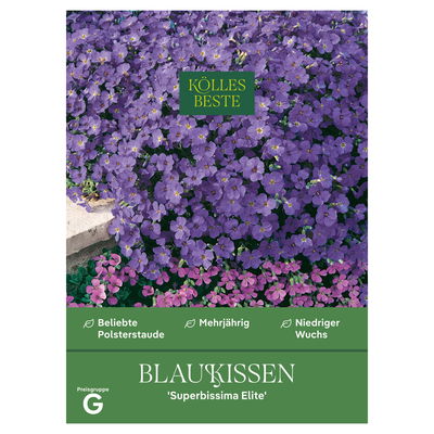 Kölles Beste Blumensamen, Blaukissen 'Superbissima Elite'