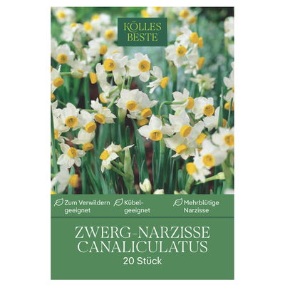 Zwergnarzissen Canaliculatus weiß mit gelber Krone, 20 Blumenzwiebeln