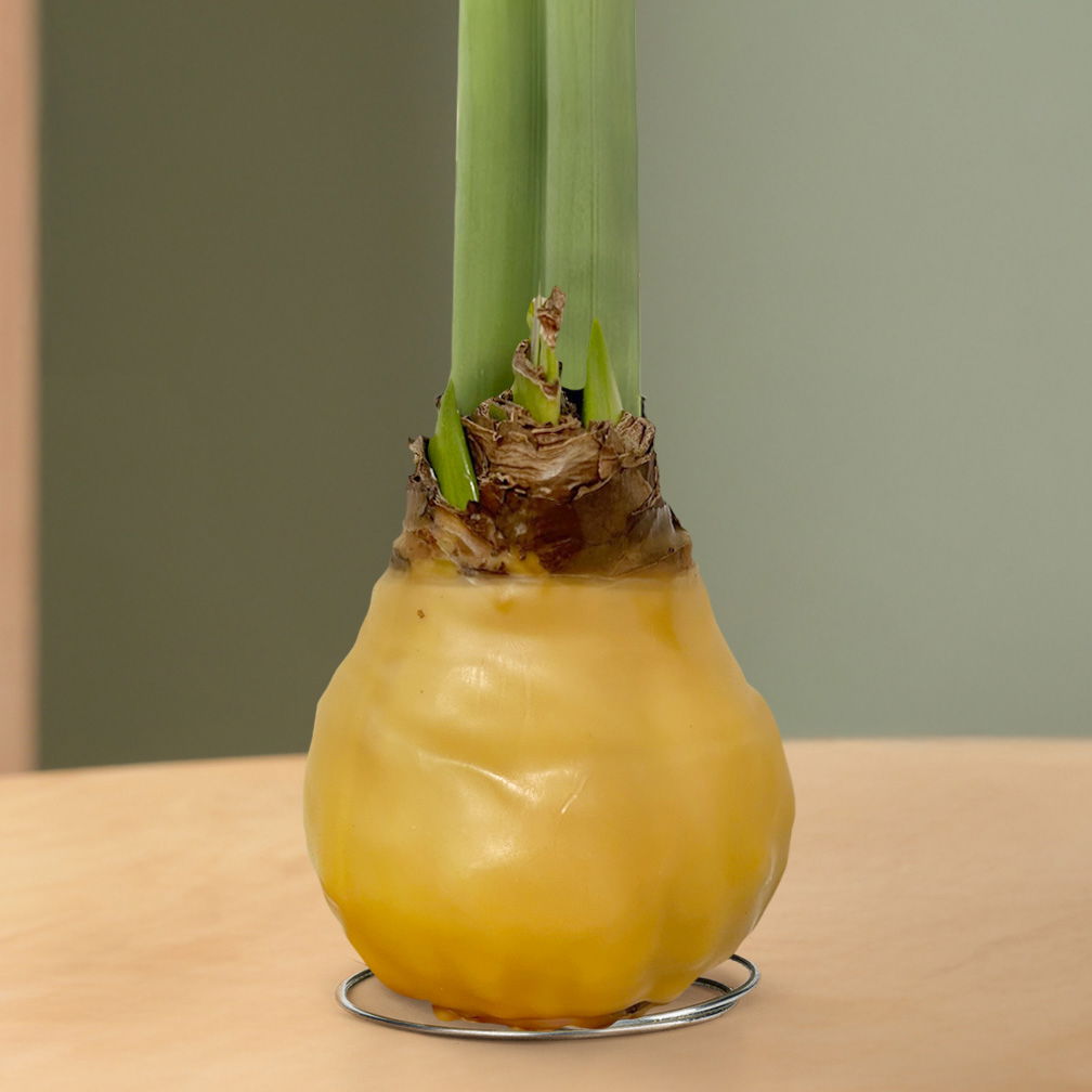 Amaryllis in Wachs, Dekor 'Basic Champagner', Blüte weiß, 2 Pflanzen
