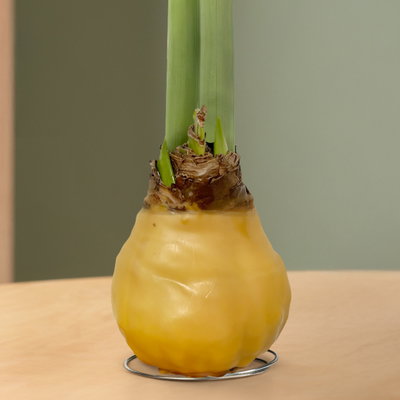 Amaryllis in Wachs, Dekor 'Basic Champagner', Blüte weiß, 2 Pflanzen Amaryllis in Wachs, Dekor 'Basic Champagner', Blüte weiß, 2 Pflanzen