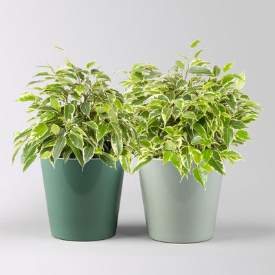 Birkenfeige 'Kinky' in Topf Dallas seegrün & gl.blau, Topf-Ø 12 cm, 2 Pflanzen Birkenfeige 'Kinky' in Topf Dallas seegrün & gl.blau, Topf-Ø 12 cm, 2 Pflanzen