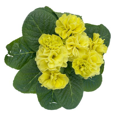 Primel 'PomPom', gelb, gefüllt, Topf-Ø 12 cm, 6 Pflanzen