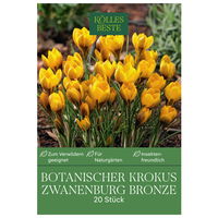 botanische Krokusse 'Zwanenburg Bronze', lila-gelb, 20 Blumenzwiebeln