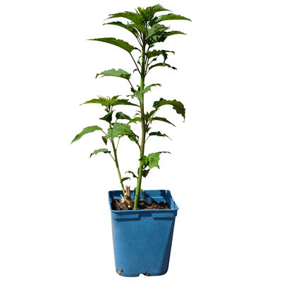 Staudenhibiskus 'My Valentine' rot, Topf 5 Liter