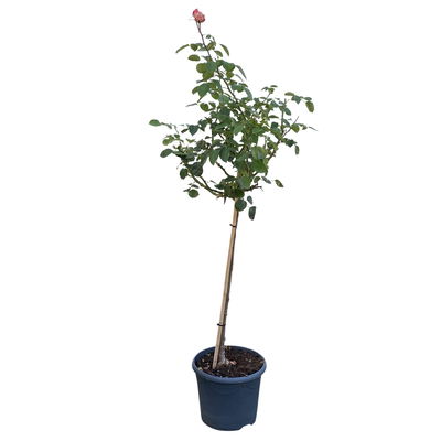 Stammrose 'Käthchen von Heilbronn'®, Edelrose, Stammhöhe 60cm, Topf 7,5 Liter Stammrose 'Käthchen von Heilbronn'®, Edelrose, Stammhöhe 60cm, Topf 7,5 Liter