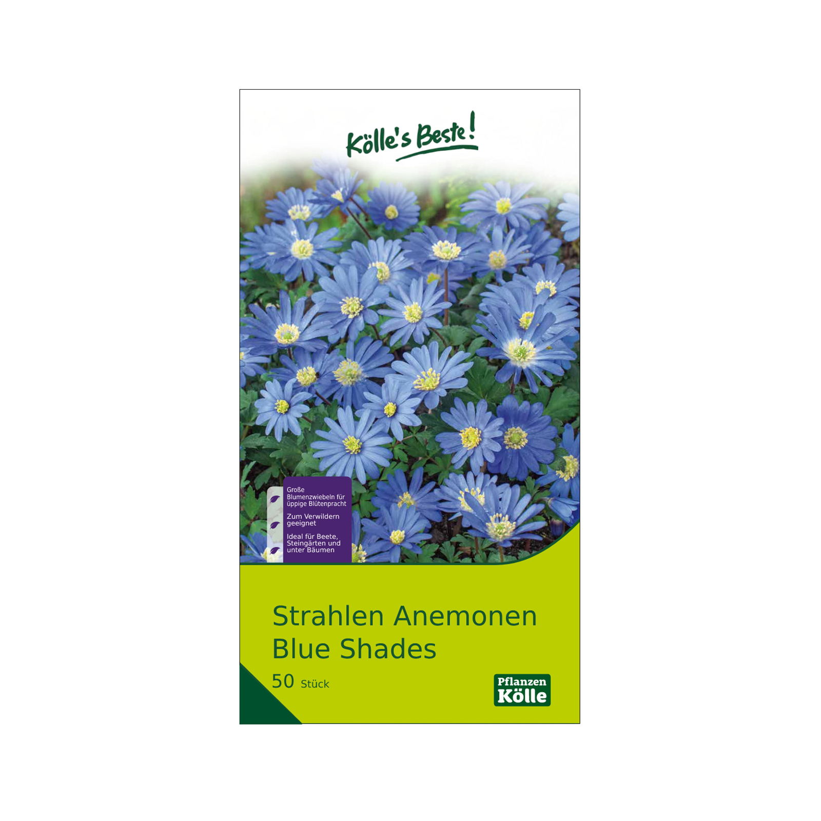 Strahlen-Anemonen 'Blue Shades'®, 50 Zwiebeln, blau, Gr. 5+