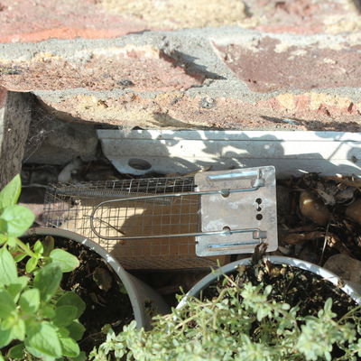 Lebendfalle für Mäuse, Protect Home, 1 Stück Lebendfalle für Mäuse, Protect Home, 1 Stück