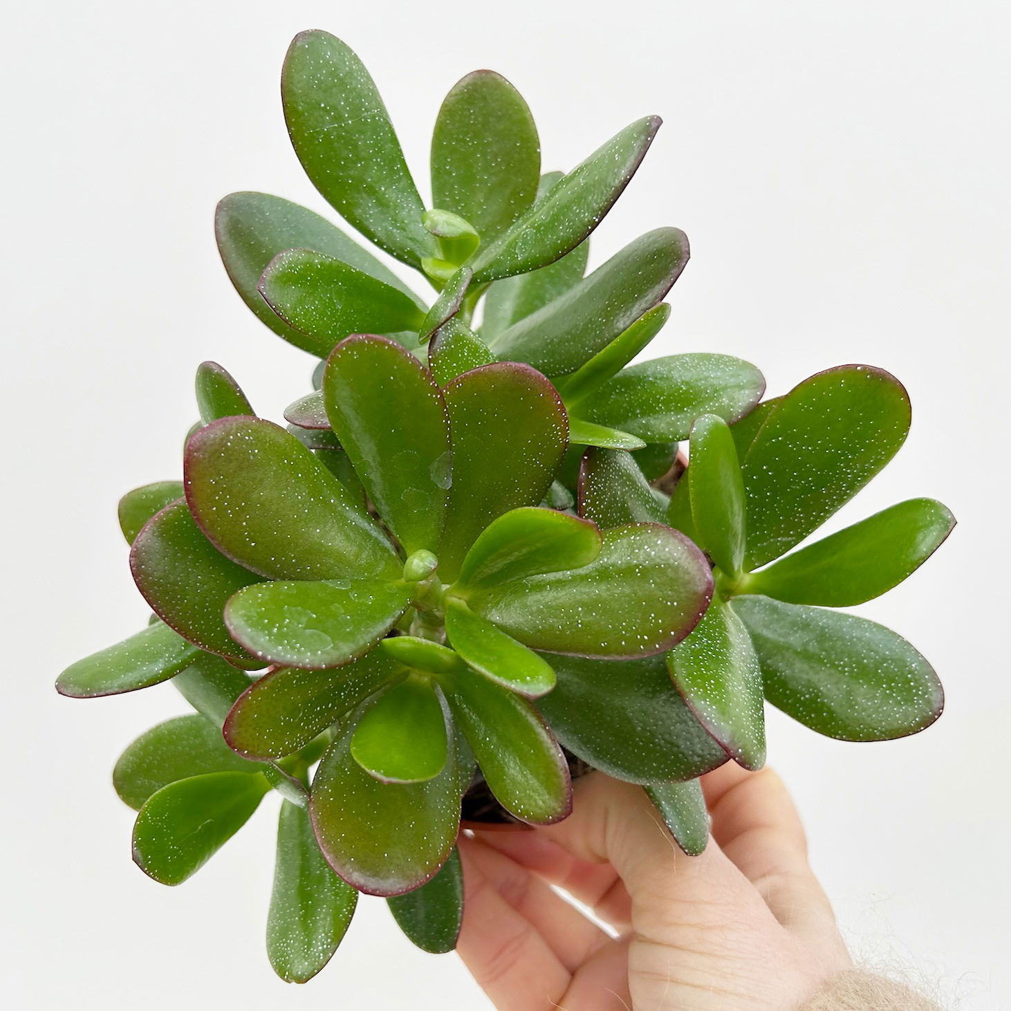 Geldbaum 'Magical Tree', Topf-Ø 12cm, in Keramiktopf weiß, 3 Pflanzen Geldbaum 'Magical Tree', Topf-Ø 12cm, in Keramiktopf weiß, 3 Pflanzen