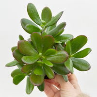 Geldbaum 'Magical Tree', Topf-Ø 12cm, in Keramiktopf weiß, 3 Pflanzen Geldbaum 'Magical Tree', Topf-Ø 12cm, in Keramiktopf weiß, 3 Pflanzen