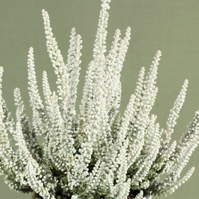 Calluna Fluffy®, silberlaubig, Topf-Ø 11 cm, 6 Pflanzen Calluna Fluffy®, silberlaubig, Topf-Ø 11 cm, 6 Pflanzen