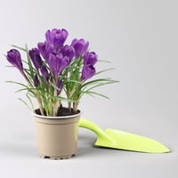 Krokus 'Flower Record' blau, vorgetrieben, Topf-Ø 10,5 cm, 6 Pflanzen