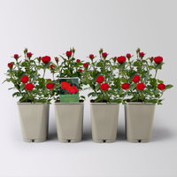 Zwergrose 'Zepeti'® (Meibenbino), rot, Topf 3 Liter, 4 Pflanzen
