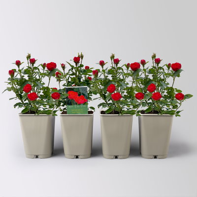 Zwergrose 'Zepeti'® (Meibenbino), rot, Topf 3 Liter, 4 Pflanzen