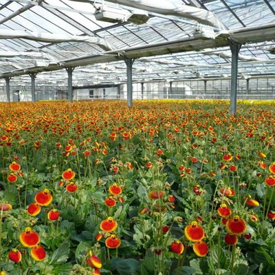 Pantoffelblume rot-gelb, Topf-Ø 15 cm, 3er-Set