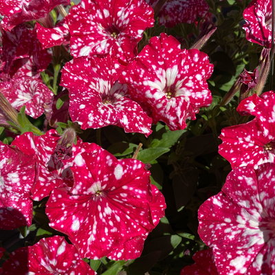 Petunie 'Cherry Sky' rot-weiß, hängend, Topf-Ø 13 cm, 6 Pflanzen Petunie 'Cherry Sky' rot-weiß, hängend, Topf-Ø 13 cm, 6 Pflanzen