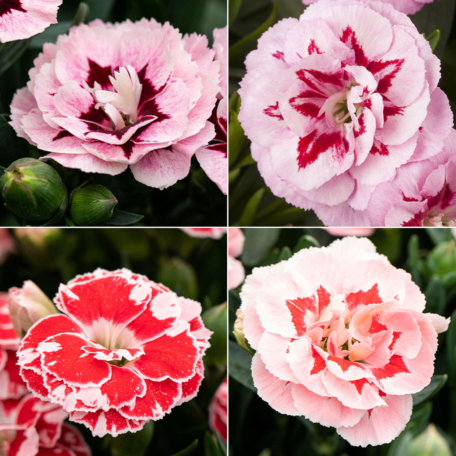 Dianthus 'Oscar®' zweifarbig, Topf-Ø 13 cm, 6 Stück