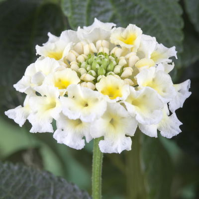 Wandelröschen weiß, Stamm, Topf-Ø 17 cm