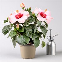 Hibiskus HibisQs®  'Adonicus Rosa' rosa, Topf-Ø 13 cm, 2er-Set