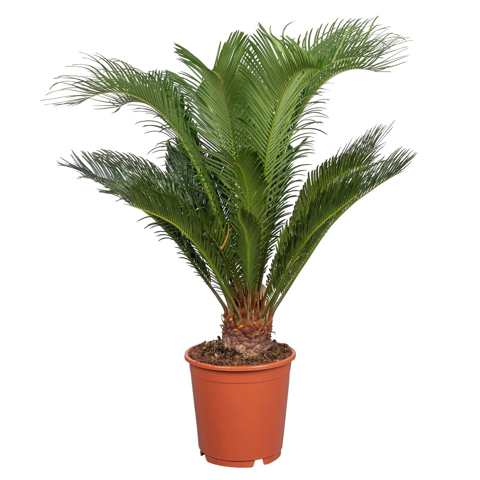 Palmfarn, Topf-Ø 24 cm, Höhe ca. 70-90 cm