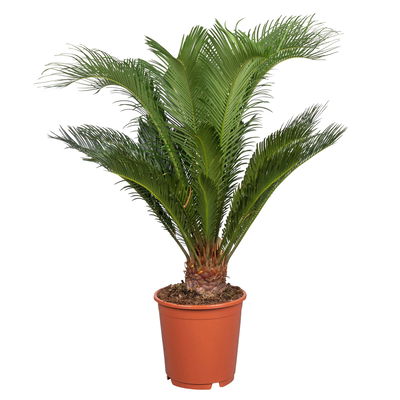 Palmfarn, Topf-Ø 24 cm, Höhe ca. 70-90 cm
