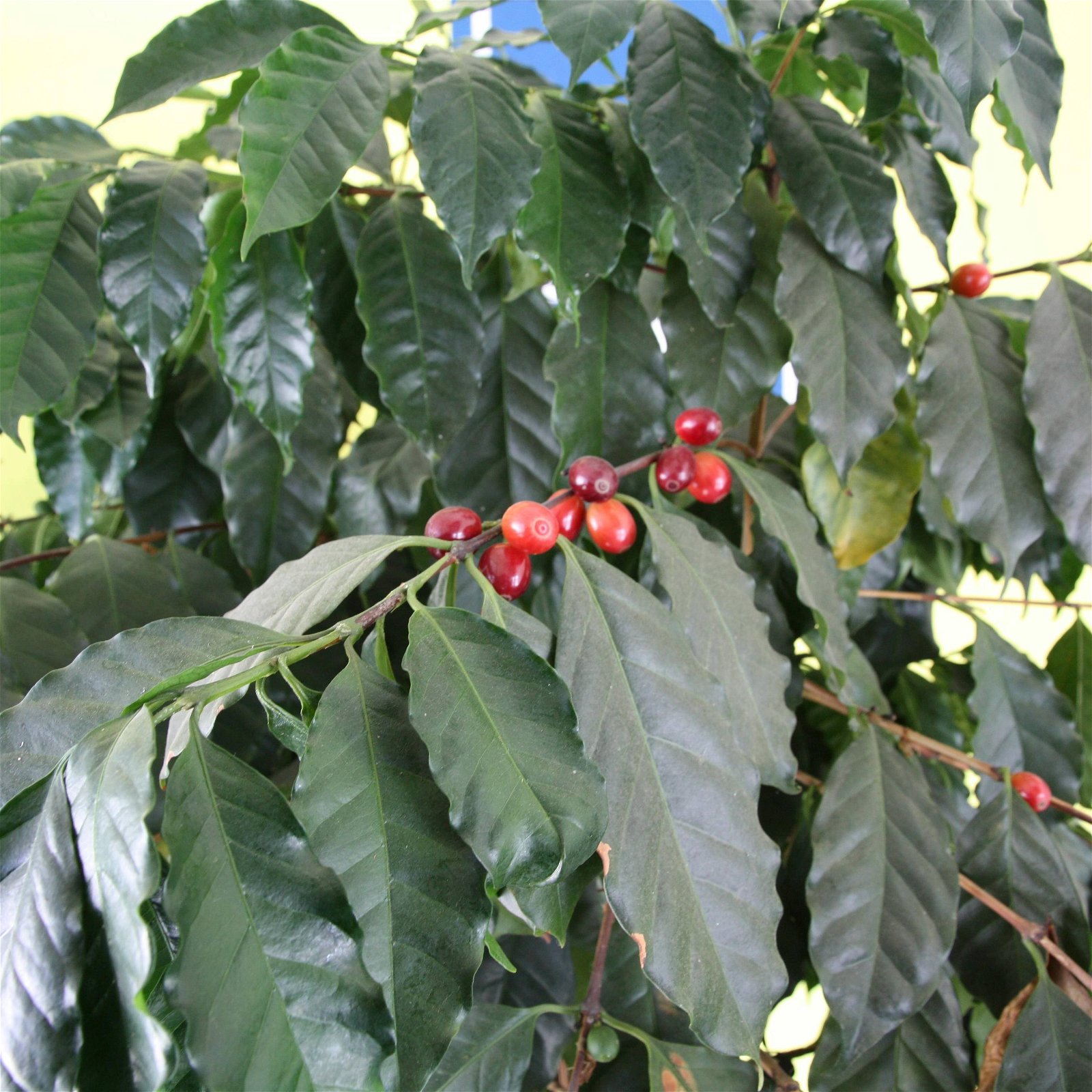 Blu Bio Kaffeepflanze, Topf-Ø 12 cm, 2er Set