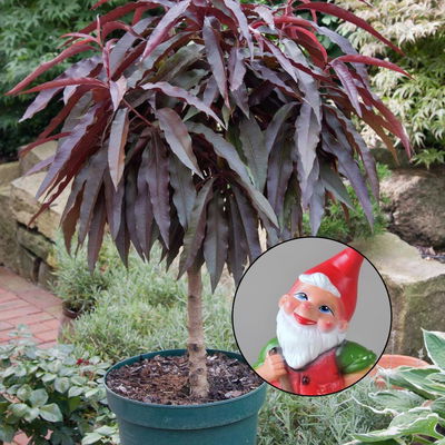 Kölle Bio Rotlaubiger Zwergpfirsich  Kölle Bio Rotlaubiger Zwergpfirsich