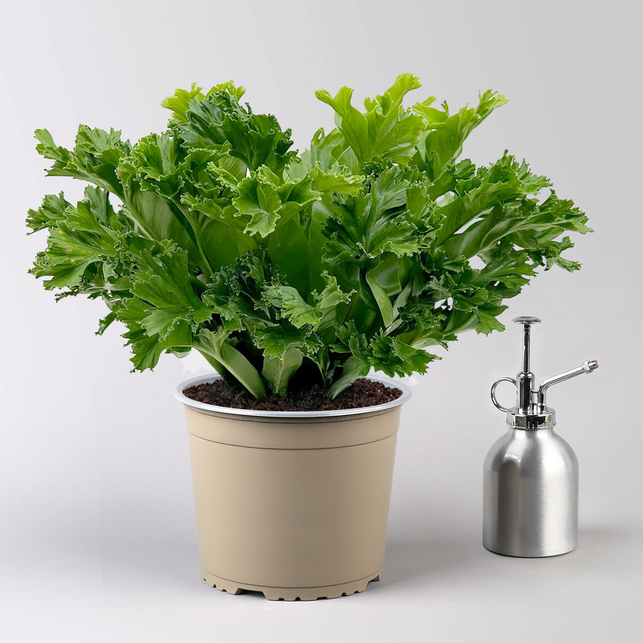 Nestfarn 'Leslie', Topf-Ø 17 cm, Höhe ca. 45 cm, inkl. Keramikübertopf Byron