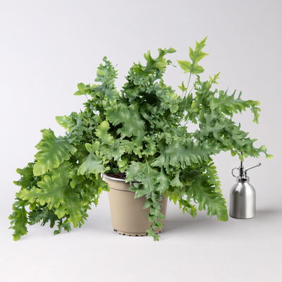 Goldtüpfelfarn 'Davana', Topf-Ø 19 cm, Höhe ca. 40 cm