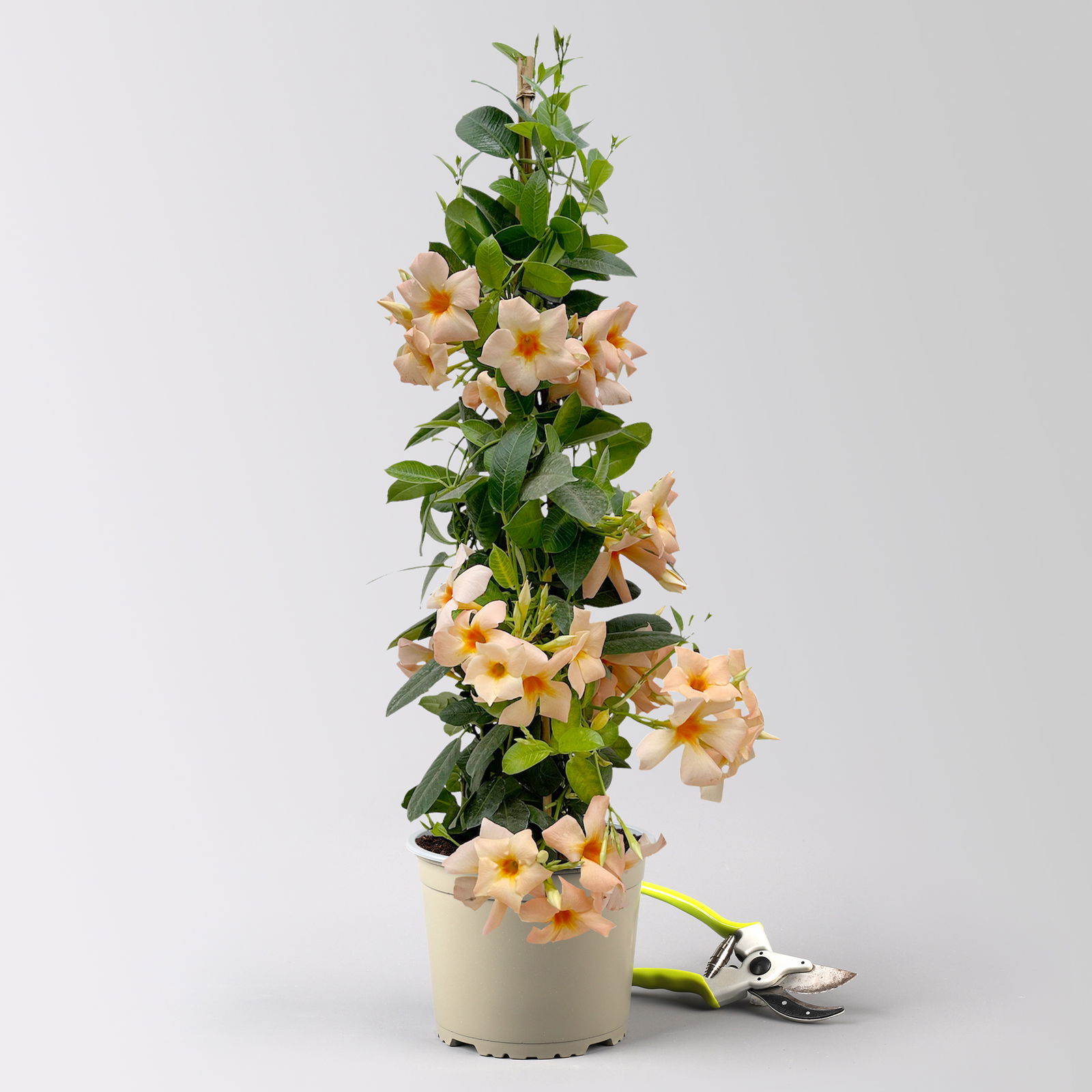 Dipladenie, apricot, Pyramide, Topf-Ø 17 cm