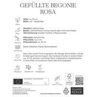 Kölles Beste Blumenknollen, Gefüllte Begonie 'Rosa'