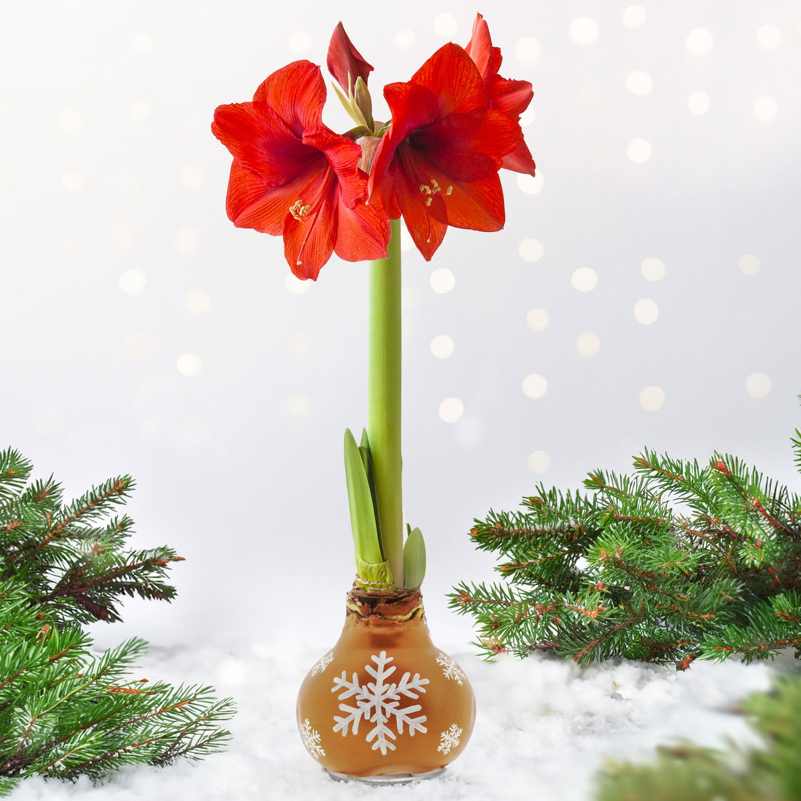 Amaryllis in Wachs, Dekor 'Snow Flakes', handbemalt, Blüte rot