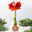 Amaryllis in Wachs, Dekor 'Snow Flakes', handbemalt, Blüte rot