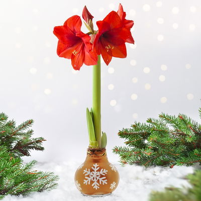 Amaryllis in Wachs, Dekor 'Snow Flakes', handbemalt, Blüte rot Amaryllis in Wachs, Dekor 'Snow Flakes', handbemalt, Blüte rot