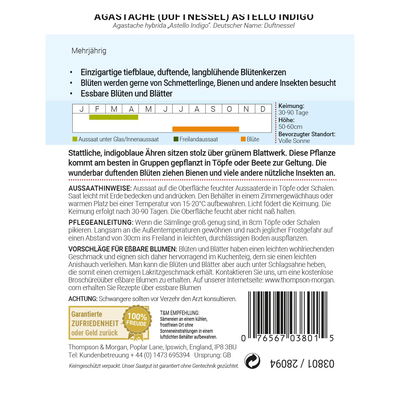 Agastache (Duftnessel) Astello Indigo / zweijährig 