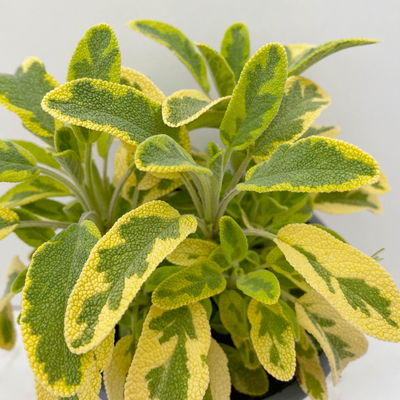 Bio Goldsalbei, Topf-Ø 12cm