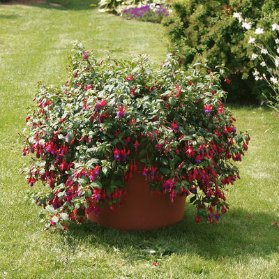 Fuchsien hängend, rot-lila, Topf-Ø 12 cm, 6er-Set