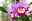 Cattleya Blüte in hell- und dunkelviolett