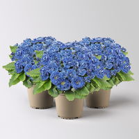 Primel 'Belarina Baltic Blue', blau, Topf-Ø 12 cm, 3 Pflanzen