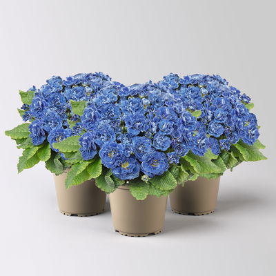 Primel 'Belarina Baltic Blue', blau, Topf-Ø 12 cm, 3 Pflanzen