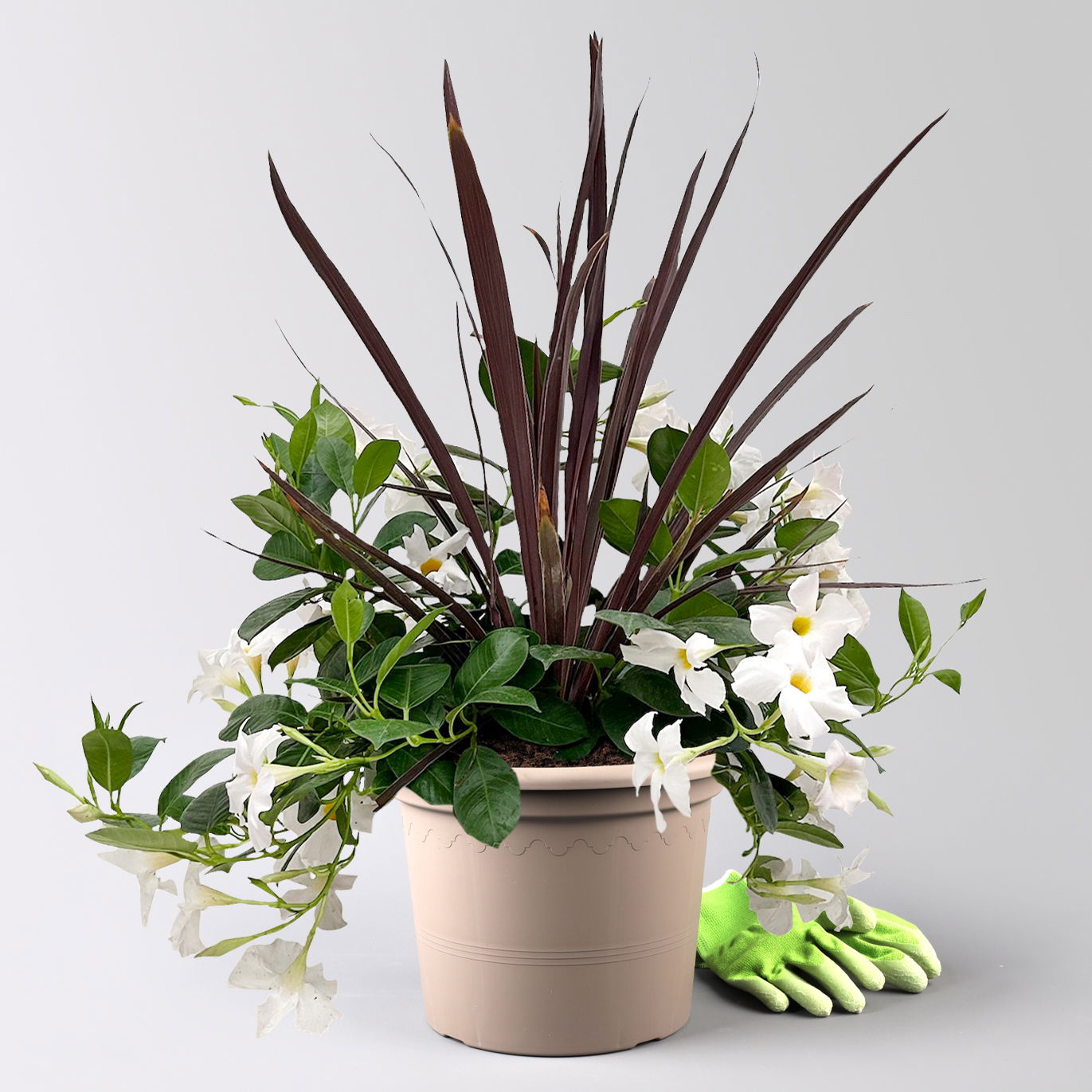 Mixtopf Dipladenia mit Keulenlilie, Farbe zufällig, Topf-Ø 26 cm