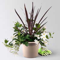 Mixtopf Dipladenia mit Keulenlilie, Farbe zufällig, Topf-Ø 26 cm