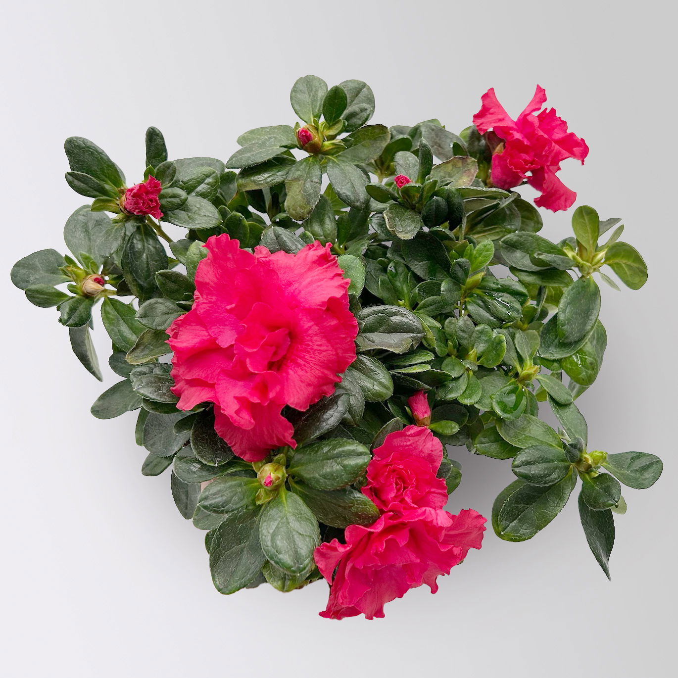 Azalee 'Vogel' Mix, gefüllt, Topf-Ø 11 cm, Höhe ca. 20 cm, 8 Pflanzen Azalee 'Vogel' Mix, gefüllt, Topf-Ø 11 cm, Höhe ca. 20 cm, 8 Pflanzen