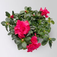 Azalee 'Vogel' Mix, gefüllt, Topf-Ø 11 cm, Höhe ca. 20 cm, 8 Pflanzen Azalee 'Vogel' Mix, gefüllt, Topf-Ø 11 cm, Höhe ca. 20 cm, 8 Pflanzen