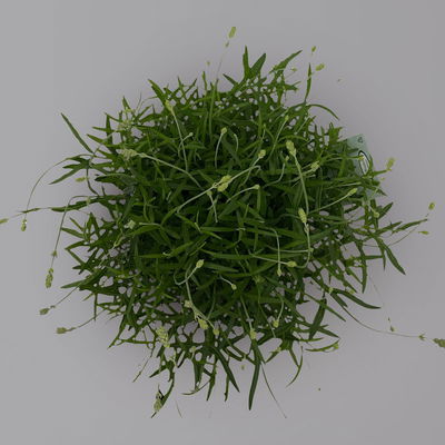 Lavendel 'Munstead', blauviolett, Topf-Ø 19 cm, 2er-Set Lavendel 'Munstead', blauviolett, Topf-Ø 19 cm, 2er-Set