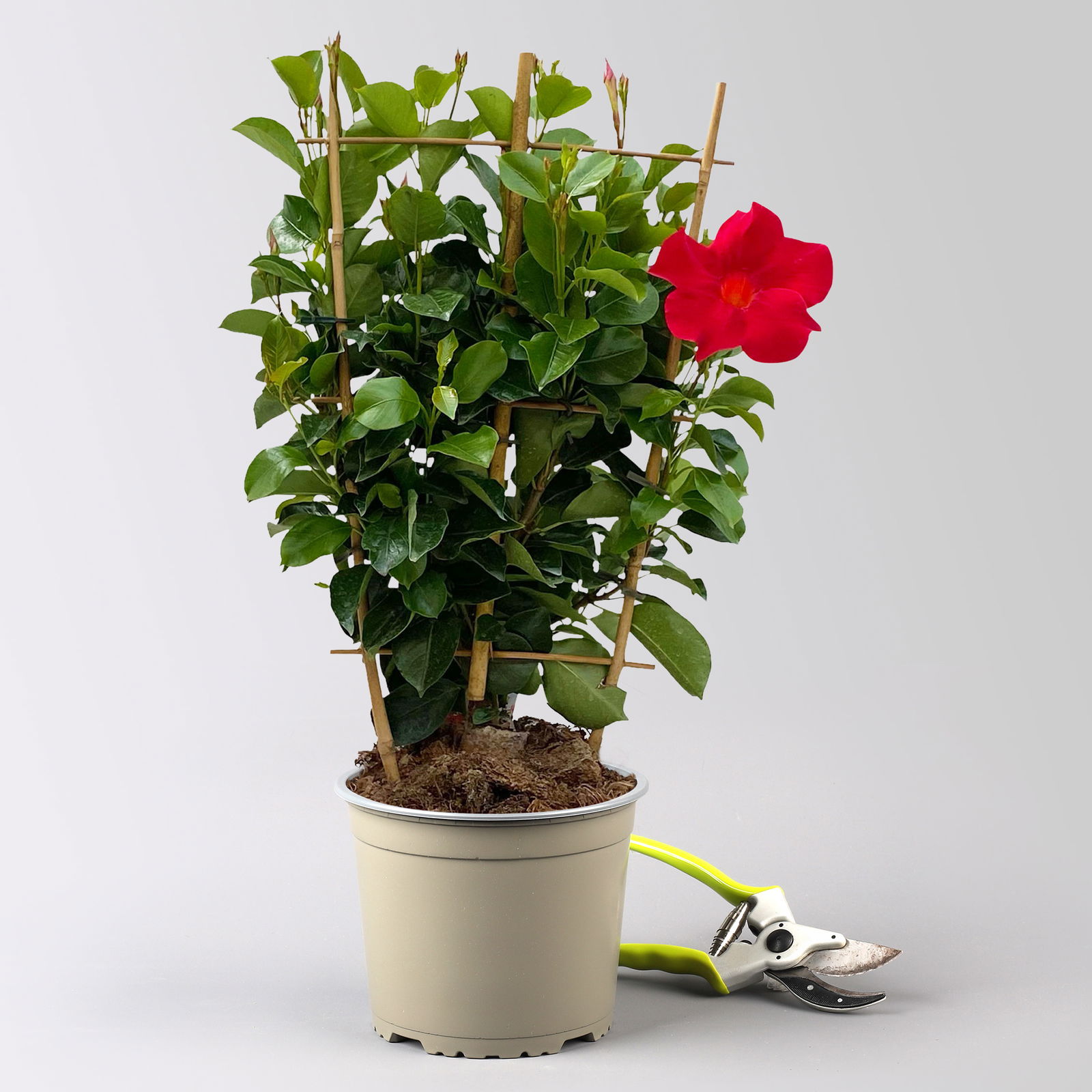 Dipladenie, rot, Spalier, Topf-Ø 17 cm, Höhe ca. 50 cm, 2 Pflanzen