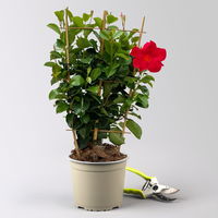 Dipladenie, rot, Spalier, Topf-Ø 17 cm, Höhe ca. 50 cm, 2 Pflanzen